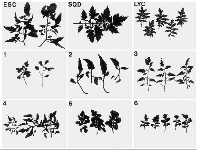 Plané Solanum lycopersicoides x kulturní rajče Canady et al.