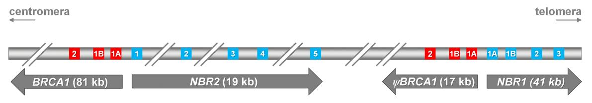 mezi geny BRCA1/ BRCA1 můţe vysvětlit řadu rozsáhlých delecí zasahujících lokus BRCA1 [35,36]. Obrázek 3: Schématické znázornění duplikovaného regionu v oblasti chromozómu 17q21 (převzato z [32]).