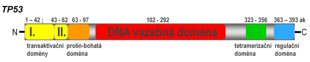 zásadní význam pro pochopení úlohy proteinu BRCA2 v reparaci dvouřetězcových zlomů DNA. Na C-konci proteinu BRCA2 se nachází jaderný lokalizační signál.