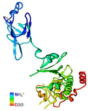 (aminokyseliny 112-175) a serin/threonin kinázová doména (aminokyseliny 225-490). Doménou nezbytnou pro aktivaci proteinkinázy CHEK2 je FHA doména [67].