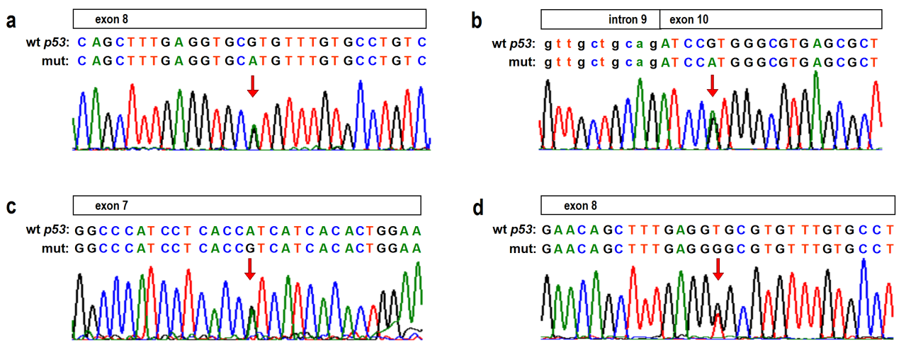 Mutace c.815t>g, která byla detekována u pacientky z HBC rodiny s karcinomem prsu diagnostikovaným ve věku 27 let, je na seznamu patogenních mutací genu TP53.