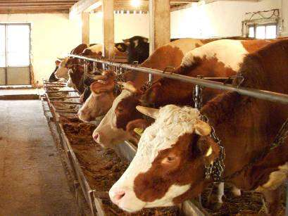 Programové země Bosna a Hercegovina Zvýšení výroby mléka v severovýchodní Bosně Bosna a Hercegovina