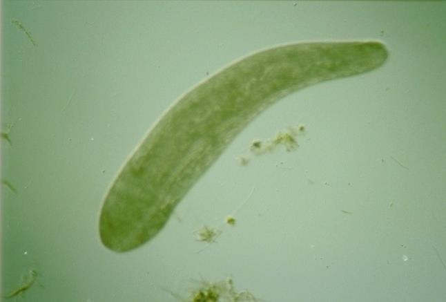 Kultivace organismů v laboratoři Spirostomum ambiguum je velmi citlivý na přítomnost kovů v kultivačním médiu nutná je deionizovaná voda (Cu) Kultivace se provádí v cca 5 litrových akváriích při