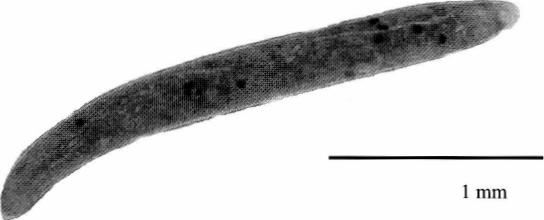 Testovací organismus Spirostomum ambiguum je velký nálevník dosahující rozměrů až 2-3 mm říše Protozoa prvoci kmen Ciliophora nálevníci třída Polyhymenophorea mnohoblanní řád Heterotrichida různobrví