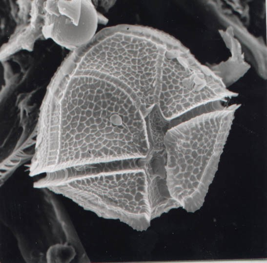 Euglenophyta (krásnoočka) Cryptophyta (skrytěnky) Dinophyta (obrněnky) Chromophyta