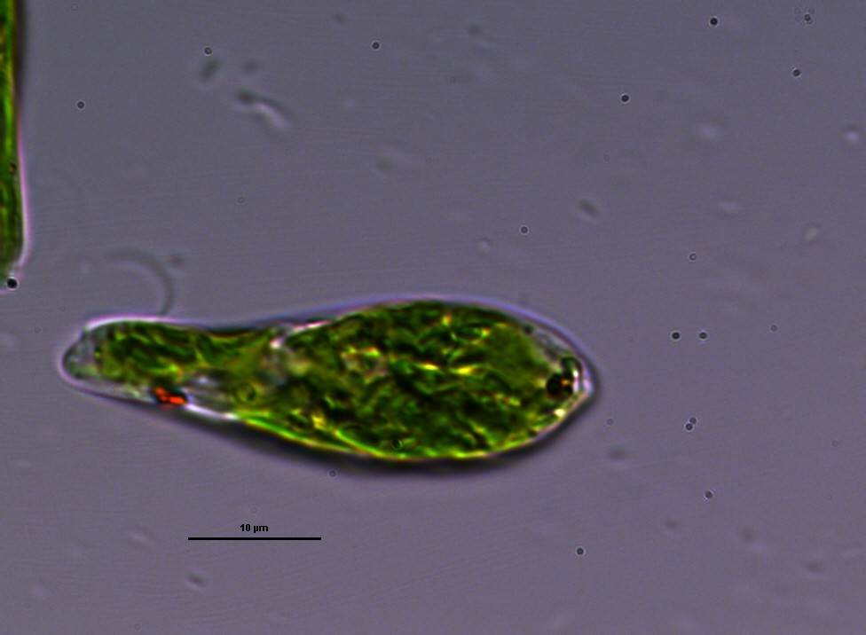 Odd.: Euglenophyta Třída: Euglenophyceae Řád: Euglenales bičík