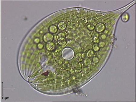 Odd.: Euglenophyta Třída: Euglenophyceae Řád: