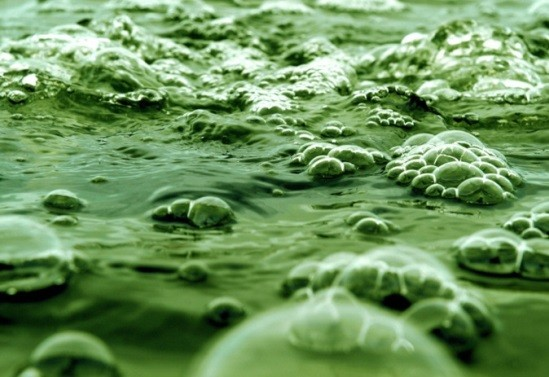 Cyanobacteria, Cyanophyta Sinice Prokaryota/G- bakterie Cyanos = modrý (sinný) Evolučně staré (3,5 miliard let) Nemají jádro ani vakuoly Chybí membránové struktury (ER, Golgiho aparát) Oxygenní