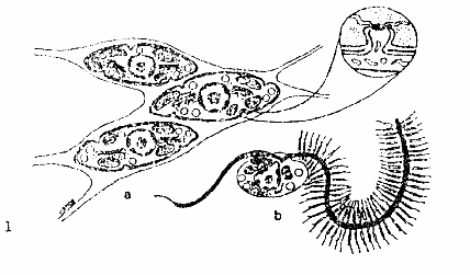 Tř. LABYRINTHULOMYCETES Tvoří hyalinní síť, kterou prochází buňky Buňky se vyživují osmotrofně Sporangium (tenkostěnné) spory jsou buď zoospory vzácněji