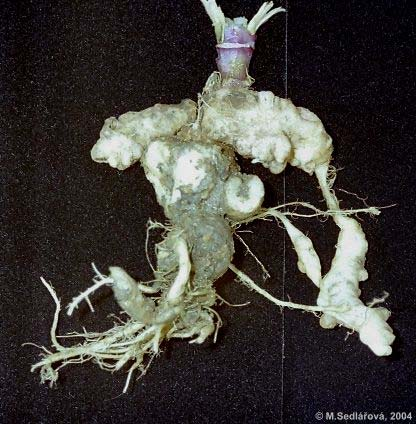 Plasmodiophora brassicae
