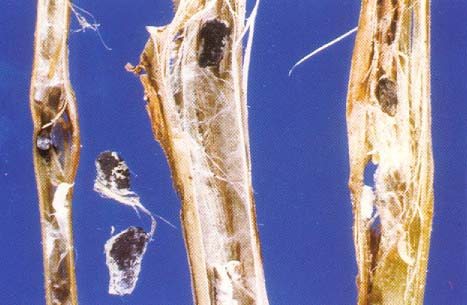 Sclerotinia