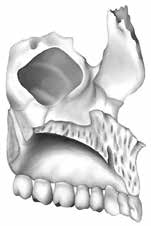 Anatomie hlavy a krku Anatomie hlavy a krku Kostra lebky (cranium) splanchnocranium obličejová část lebky neurocranium mozková část lebky Je tvořena větším počtem kostí.