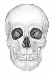 Stomatologie I 5 4 3 2 3 6 6 4 5 7 7 8 9 0. kost čelní (os frontale) 2. kosti nosní (ossa nasalia) 3. kost čichová (os ethmoidale) 4. kost klínová (os sphenoidale) 5.