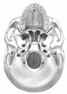 Anatomie hlavy a krku Kost klínová (os sphenoidale) Je uložena před týlní kostí. Skládá se z krychlového těla, ve kterém je dutina, jež je součástí vedlejších dutin nosních.