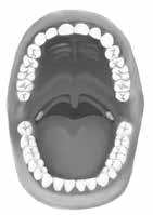 Anatomie hlavy a krku.4 Dutina ústní (cavitas oris) Jedná se o prostor ohraničený patrem, rty a tvářemi. Spodinu dutiny tvoří jazyk, připojený svaly k dolní čelisti.