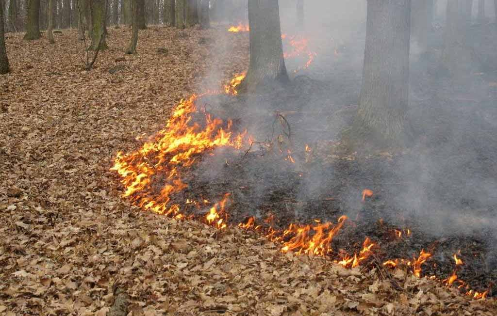 Oheň ve středoevropských temperátních lesích http://www.pozary.