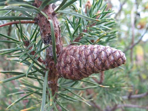 Pinus banksiana Lamb.