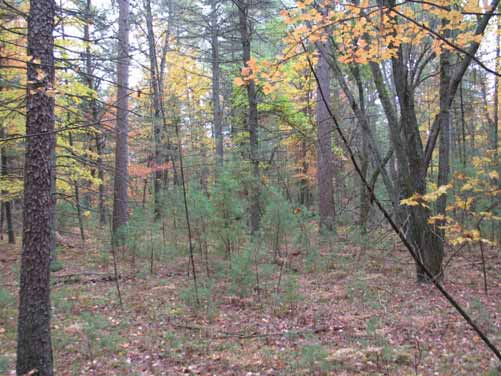 Přirozené lesy Michiganu mezi 2 ohni - Oheň jako klíčový faktor dynamiky lesa - Mezi 2 ohni maloplošná dynamika (red pine, white