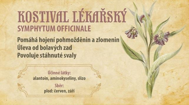 Kostival lékařský (Symphytum officinale) drsně chlupatá, až 140 cm vysoká bylina. Lodyha přímá, chlupatá, dole hranatě křídlatá.