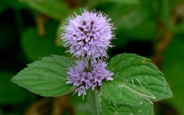 Máta vodní (Mentha aquatica) Na vlhkých místech okolo řek a vodních kanálů, rybníků a jezer, v rákosinách, zamokřených křovinách i na mokrých loukách.