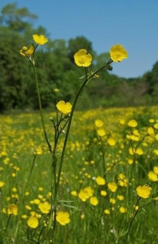 Pryskyřník prudký (Ranunculus acris) Lodyha přímá, větvená, rýhovaná, lysá nebo v dolní polovině chlupatá.