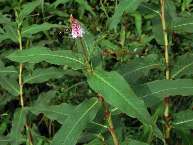 Rdesno obojživelné (Persicaria amphibia) Vytrvalá vodní nebo suchozemská rostlina. Vodní rostliny kořenují na dně, jsou až 3 m dlouhé. Lodyha lysá hladká, v uzlinách kořenující.