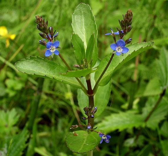 Rozrazil potoční (Veronica beccabunga) Vytrvalá, až 50 cm dlouhá bylina. Lodyha na bázi poléhavá a kořenující, dále vystoupavá až přímá, oblá, lysá, do červenohněda naběhlá.