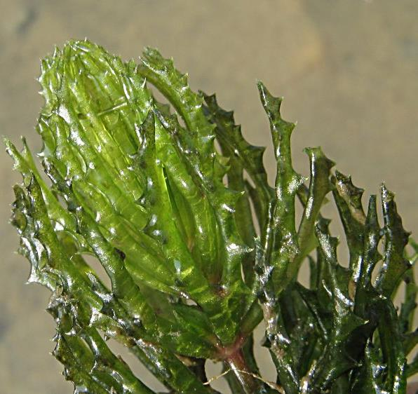 Růžkatec ostnitý (Ceratophyllum demersum) Stojaté nebo pomalu tekoucí vody, nejčastěji v mezo až eutrofních vodách.