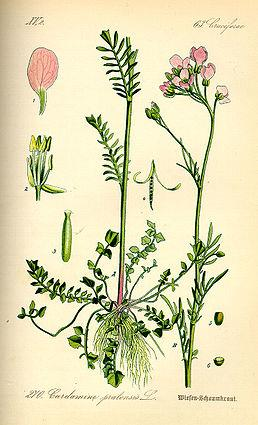 Řeřišnice luční (Cardamine pratensis) Vytrvalá, 10 až 50 cm vysoká bylina. Lodyha jednoduchá nebo v horní části větvená, oblá, dutá.