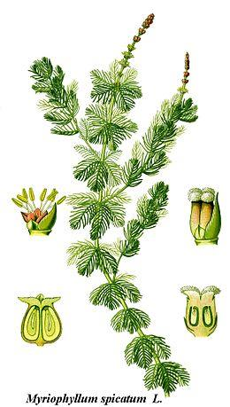 Stolístek klasnatý (Myriophyllum spicatum) Roste v pomalu tekoucích i stojatých vodách, ve hloubkách 0,2 5 m.