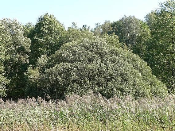 Vrby (Salix sp.) Okraje lesů, svahy, paseky, křoviny, podél cest, skládky, náspy, lomy, pískovny apod.