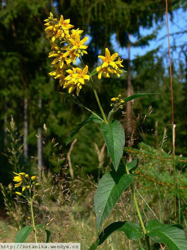 Vrbina obecná (Lysimachia vulgaris) Vytrvalá, 50 až 120 cm vysoká bylina. Lodyha přímá, mělce brázditá až zaobleně hranatá, obvykle větvená.