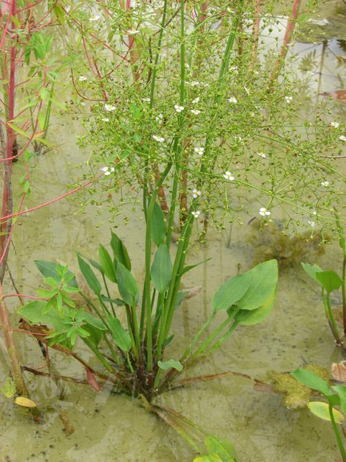 Žabník jitrocelový (Alisma plantago aquatica) Vytrvalá, i přes 1 m vysoká bylina.