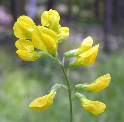 Hrachor luční (Lathyrus pratensis) Lodyha poléhavá nebo popínavá, tenká, hranatá, zploštělá, větvená, jemně chlupatá až lysá. Listy s jedním párem lístků jsou zakončeny nevětvenou úponkou.