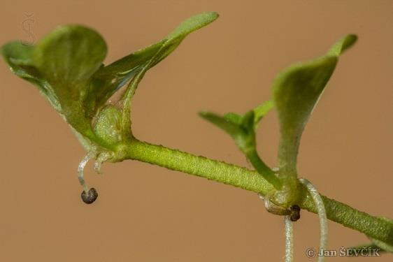Hvězdoš (Callitriche sp.) vodní nebo na vlhkém substrátu (terestricky) rostoucí, většinou obojživelné. ve dně kořenující.