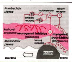 Motilita tlustého střeva 1. Nepropulzívní motilita (=haustrace) na více místech současně probíhající kruhové kontrakce slouţící k promíchání chymu 2.