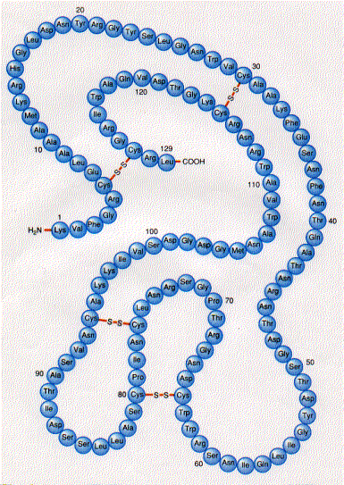 Rozšiřující informace LYSOZYM Obecná chareristika Lysozym je protein o velmi malé molekulové hmotnosti (14,6 KDa), který se skládá z jediného polypeptidového řetězce tvořeného 129 jednotkami.