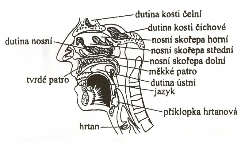 Hrní dýchací cesty 1. Ns křen, hřbet, křídla nsní (vyztuženy chrupavku 2.