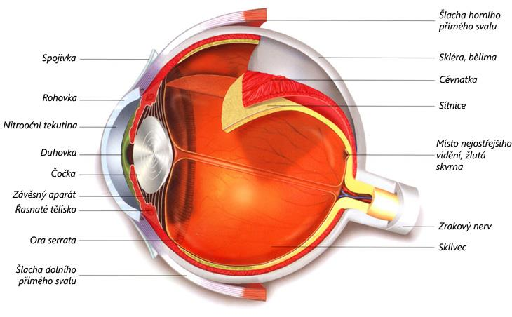 Obrázek 5: Anatomie lidského oka [9]. V předním segmentu oka přechází cévnatka v řasnaté těleso a duhovku.