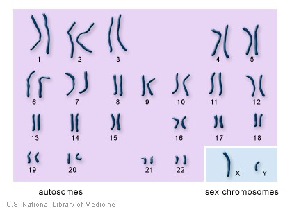 Biologický vývoj sexuality Genetická