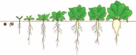 Cukrová řepa Grounded 0,2 0,4 l/ha omezení úletu zvýšení účinnosti herbicidů omezení fytotoxicity herbicidů akcelerátor systémových fungicidů Velocity 0,25 l/ha Bulldock 25 EC 0,3 l/ha TITAN SYSTÉM