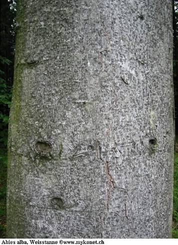 Charakteristika Jedle je vysoký statný jehličnatý strom s pyramidální až válcovitou korunou. V horských a podhorských lesích, společně s bukem vytváří nyní již vzácné bukojedlové lesy.