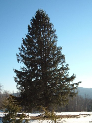 Smrk ztepilý (Picea abies) Olistění: jehličnaté,