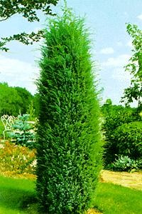 Jalovec obecný (Juniperus communis)!