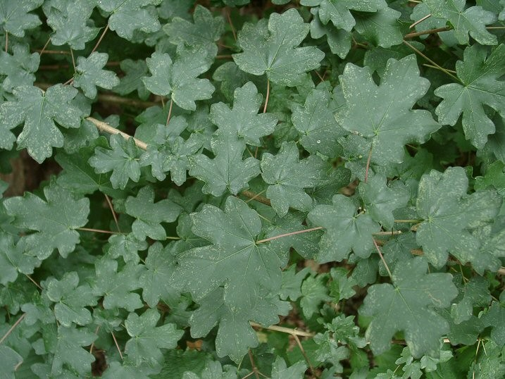 Javor mléč (Acer platanoides) Javor klen