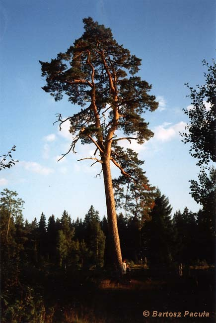 Borovice lesní