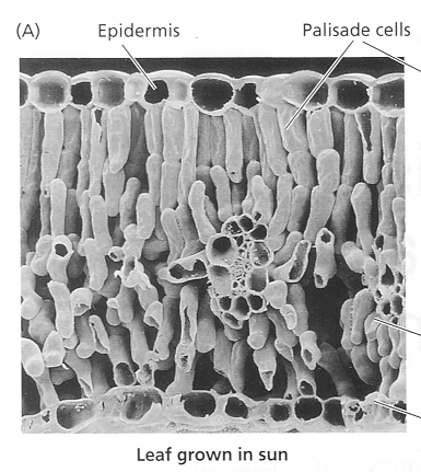 Asimilace záření listem Anatomické adaptace: Epidermis (koncentrování světla) Palisádový prostup světla Houbový odrazy na površích (rozptyl) Variabilita asimilačních orgánů Vybrané fyziologické