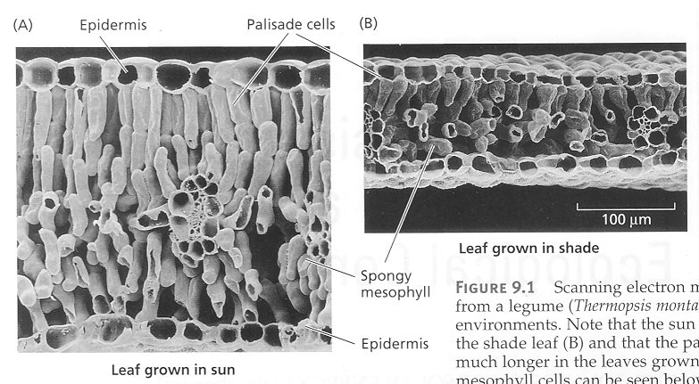 Využití záření struktura porostu Absorpce záření porostem velmi záleží na struktuře porostu a LAI leaf area index kumulativní index pokryvnosti listoví (plocha listů / plocha půdy) LAI optimálně