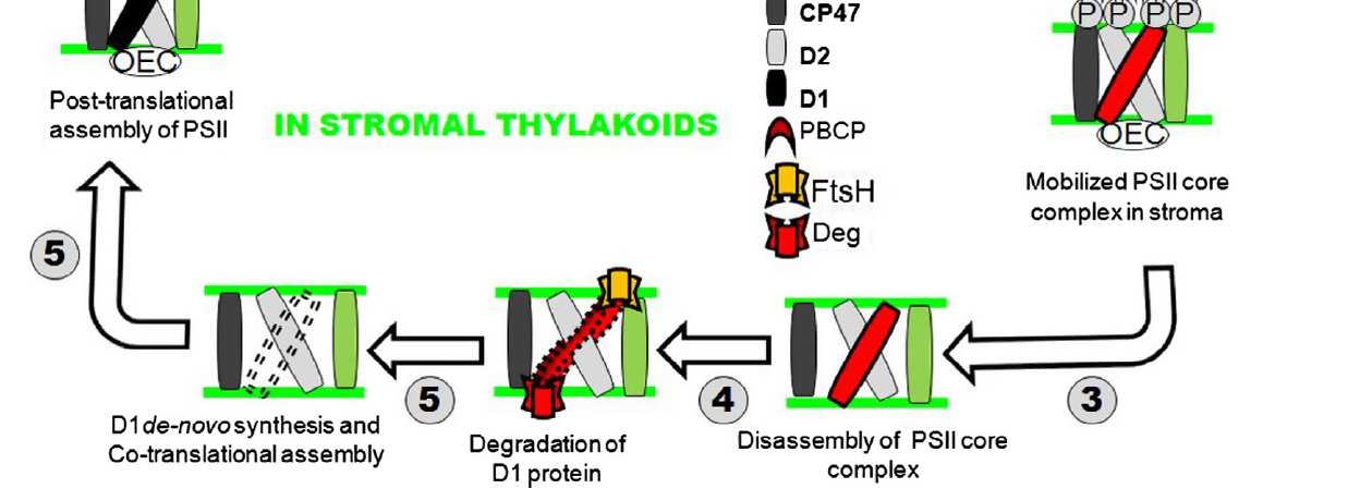 Oprava PSII výměna poškozeného D1 (PSII repair cycle) Odbourání 1. fosforylace proteinů PSII (STN8, příp. STN7- především LHCII) 2. odpoutání LHCII, monomerizace 3. transport do strom.