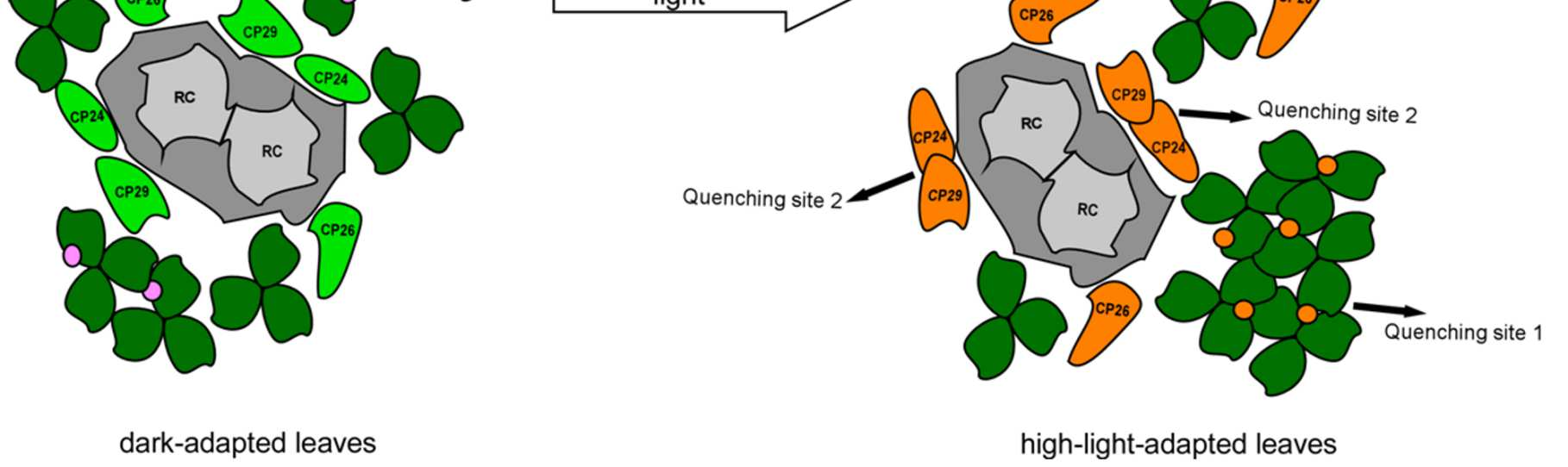 Disipace světelné energie xantofyly Regulace prostřednictvím ph v lumen tylakoidu - prostřednictvím violaxanthin deepoxidase (VDE) - PsbS protein (protonizace vazba zeaxanthinu) - zřejmě úloha v